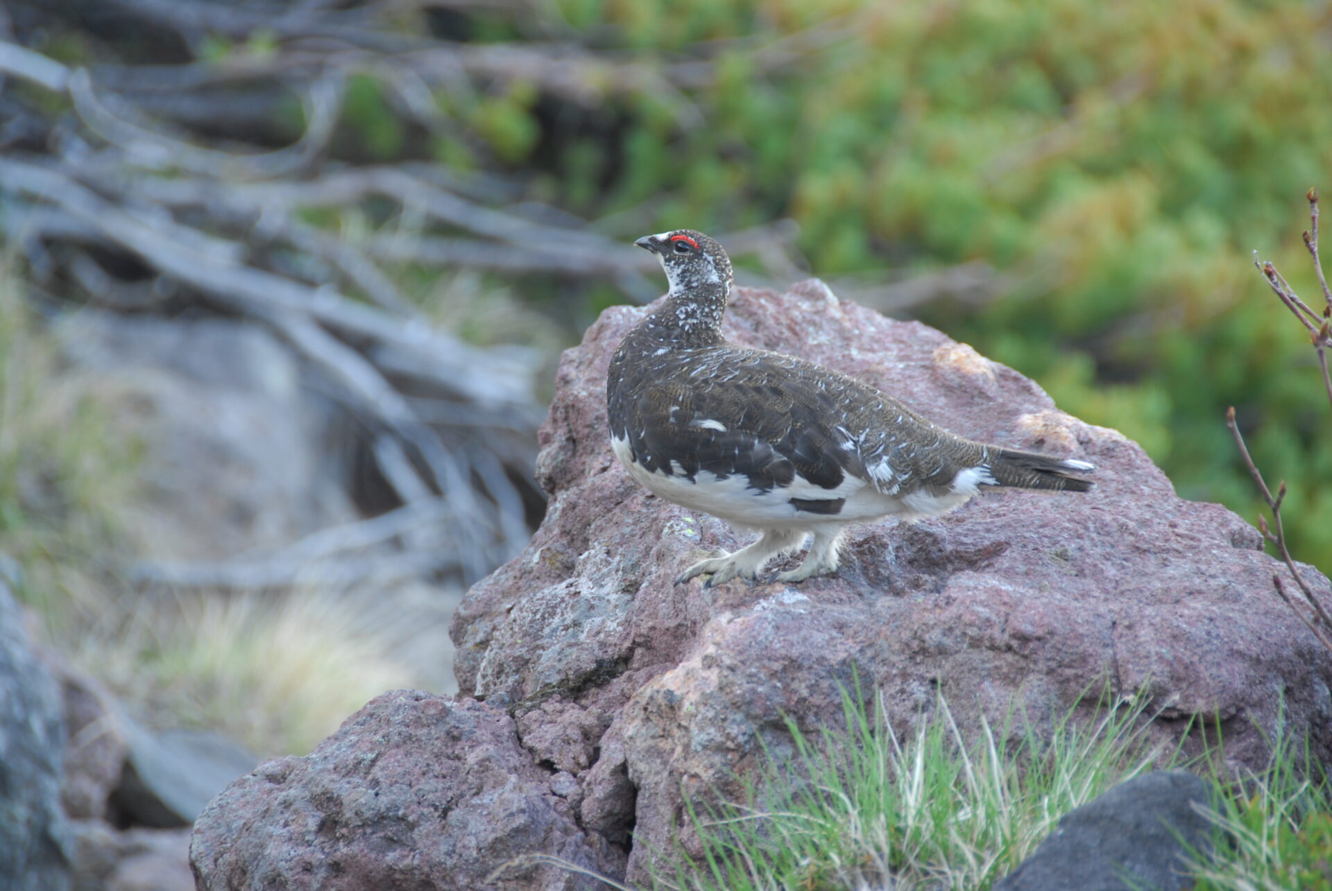 虎太狼　長野市発 GRAPE BRAIN × STRANGECAT TOYS 「三面猛虎⚡️コショウ」 ヤマシロヤ
